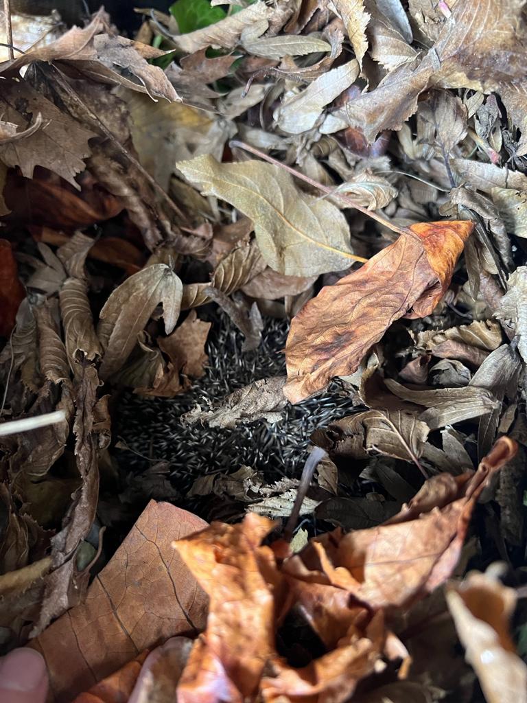 Igelretter-Kids - auch wir sind dabei